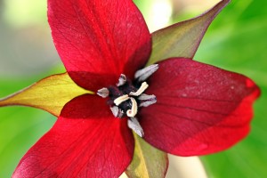 Dark Red Trillium